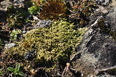 Homalothecium arenarium