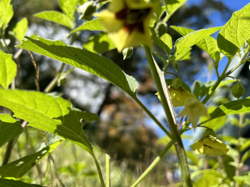 groundcherries-from-penn-state-state-college-pa-us-on-october-7