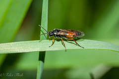 Aglaostigma aucupariae