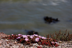 Disphyma australe australe