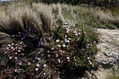 Disphyma australe australe