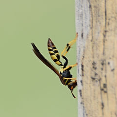 Polistes minor