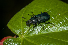 Platycerus caraboides