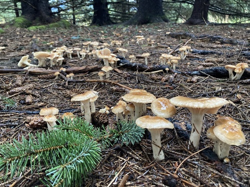 Hygrophorus monticola, 2023-10-06