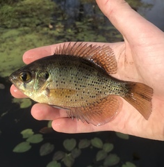 Centrarchus macropterus