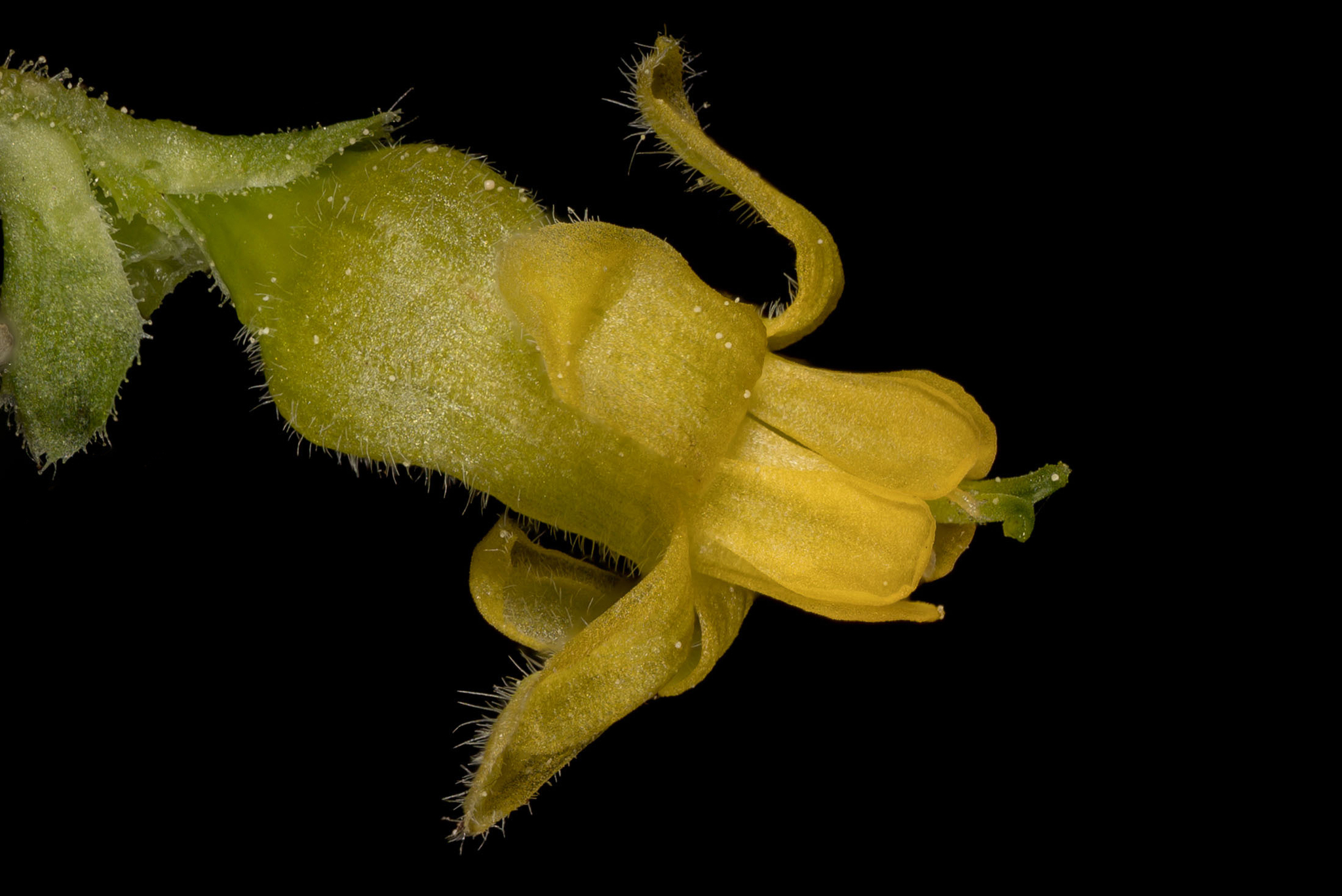 Ribes lasianthum