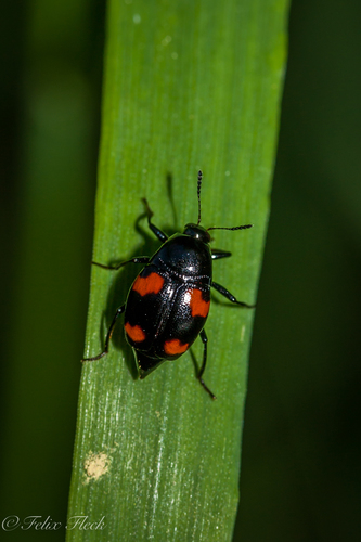 Orange-spotted Scaphidium, photo 8 of 10
