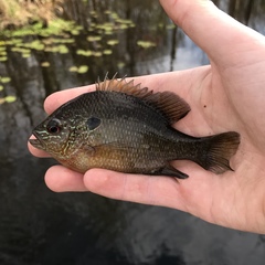 Lepomis marginatus