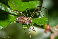 Platybunus pinetorum