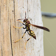 Polistes minor