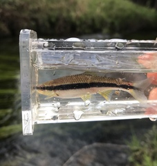 Notropis lutipinnis