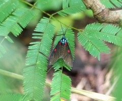 Cyanopepla fastuosa