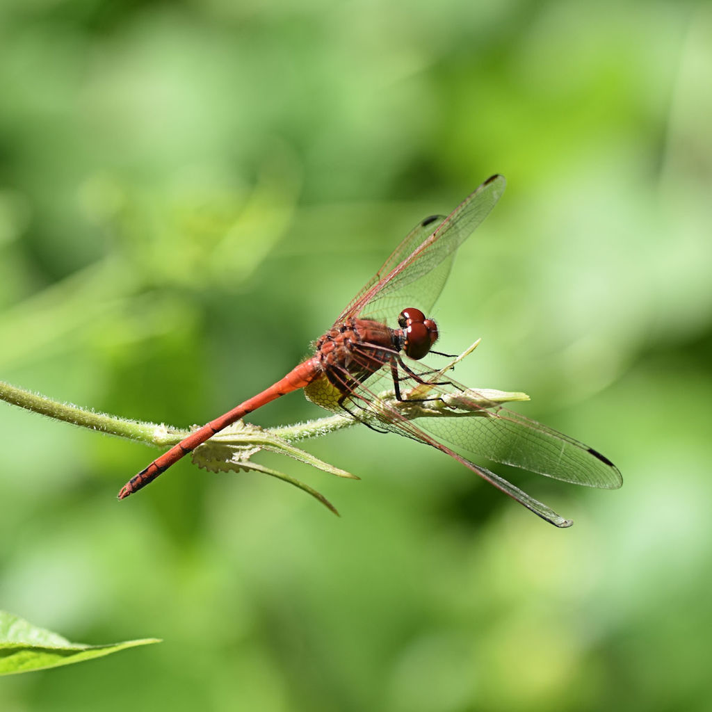 Dythemis rufinervis