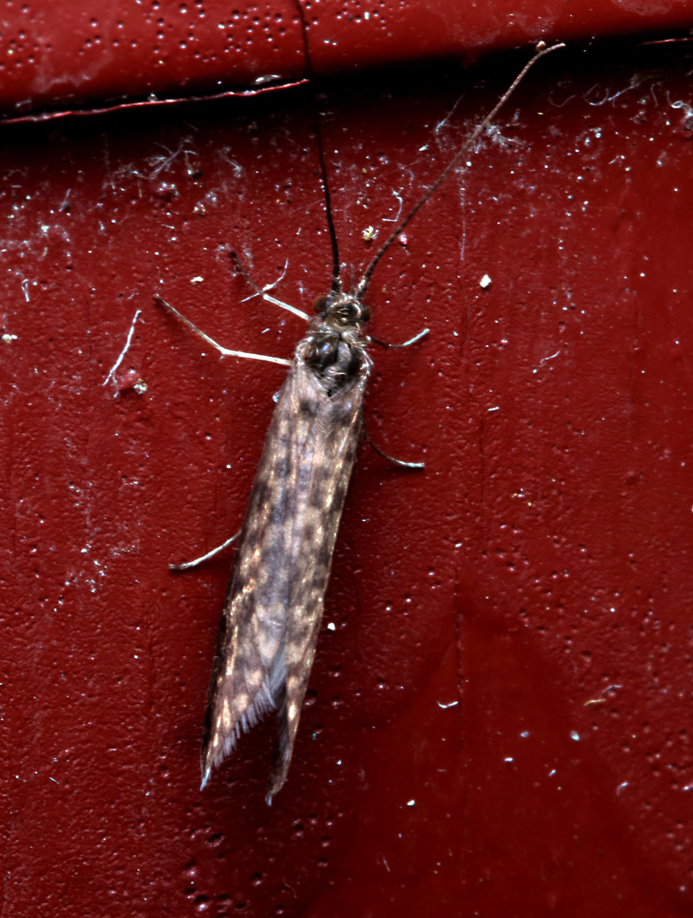 Caddisflies in September 2023 by juliegraham173 · iNaturalist