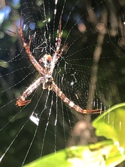 Argiope versicolor