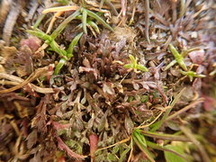 Lepidium oxycarpum