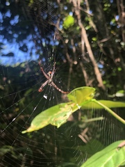 Argiope versicolor