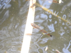 Pseudoxiphophorus bimaculatus