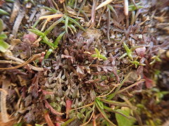 Lepidium oxycarpum