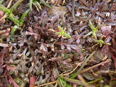 Lepidium oxycarpum
