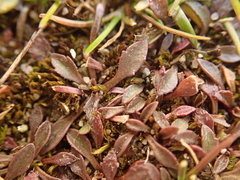 Lepidium oxycarpum