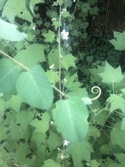 Helinus integrifolius