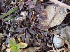 Lepidium oxycarpum