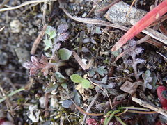Lepidium oxycarpum
