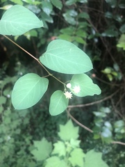 Helinus integrifolius