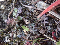 Lepidium oxycarpum