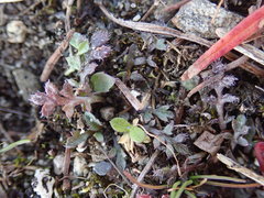 Lepidium oxycarpum
