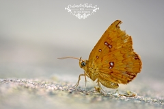 Tetragonus lycaenoides