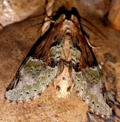 Antithemerastis acrobela