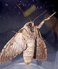Antithemerastis acrobela