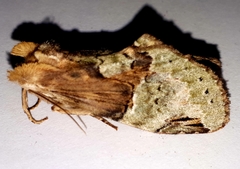 Antithemerastis acrobela