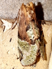 Antithemerastis acrobela