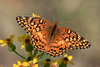 Variegated Fritillary - Photo (c) Ken Slade, some rights reserved (CC BY-NC)