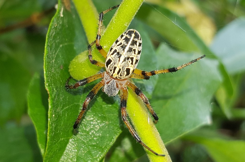 orb weavers