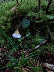 Shortia rotundifolia