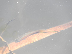 Xiphophorus hellerii