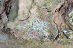 Lecanora symmicta