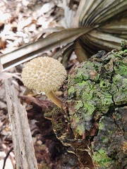 Boletellus ananas image
