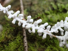 Brunneocorticium corynecarpon