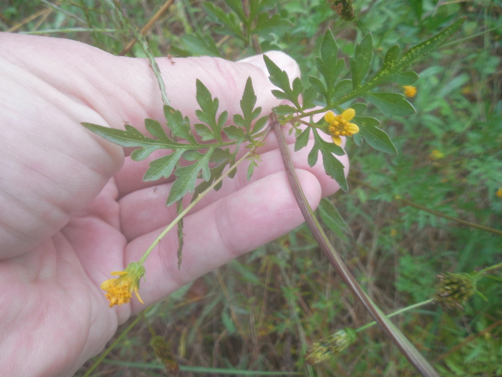 Spanish needles from SP Interp Area on October 7, 2023 at