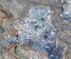 Claussenomyces olivaceus