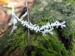 Brunneocorticium corynecarpon