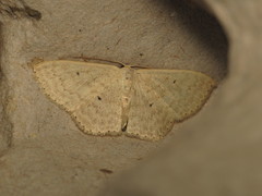 Scopula prosoeca