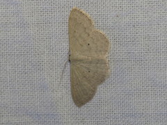 Scopula prosoeca