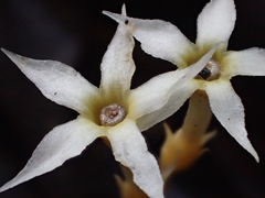 Voyria