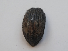 Anagotus